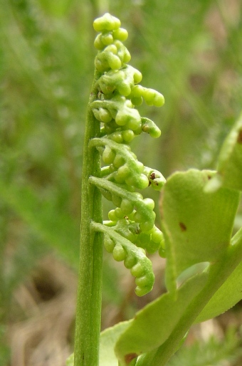 Botrychium lunaria