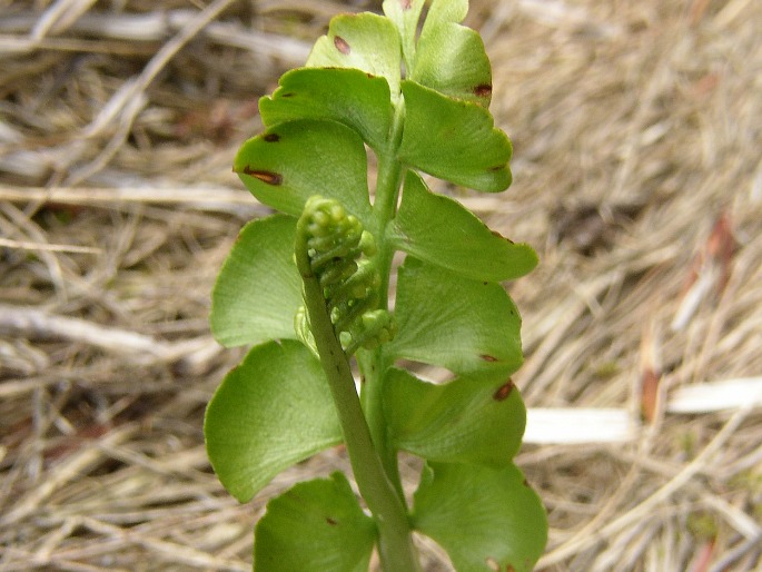 Botrychium lunaria