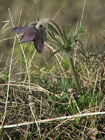 Pulsatilla