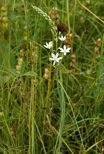 Ornithogalum brevistylum