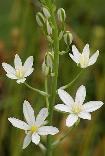 Ornithogalum brevistylum