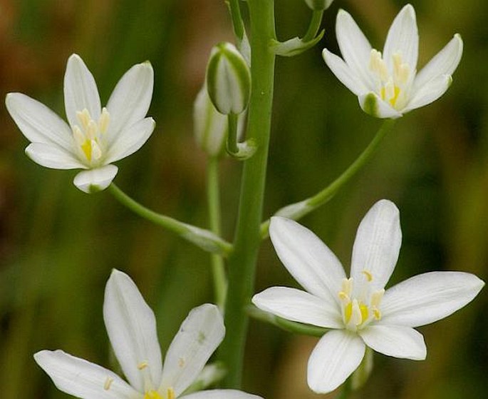 ORNITHOGALUM BREVISTYLUM Wolfner – snědek jehlancovitý / bledavka ihlanovitá