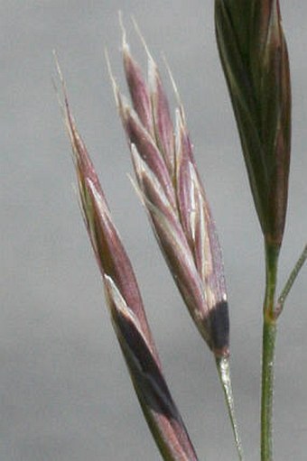 Bromus erectus