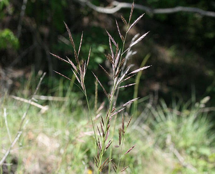 BROMUS ERECTUS Huds. – sveřep vzpřímený / stoklas vzpriamený