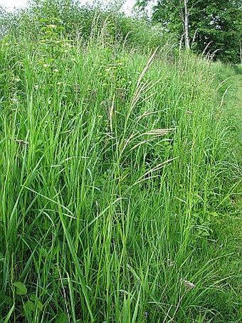 Bromus inermis