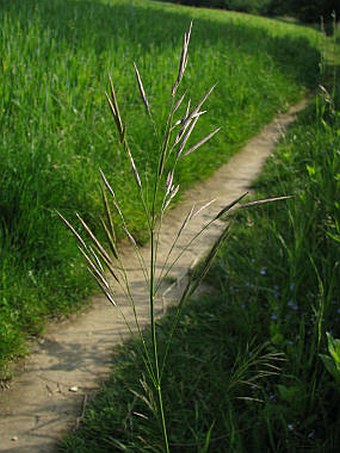 Bromus inermis