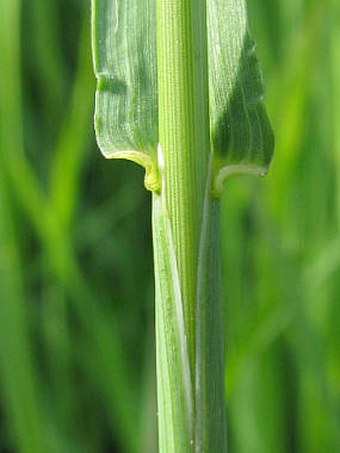 Bromus inermis