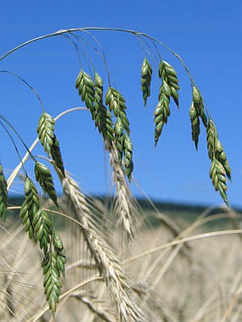 Bromus secalinus