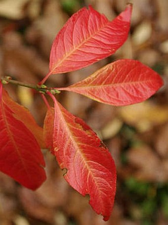 Euonymus europaeus