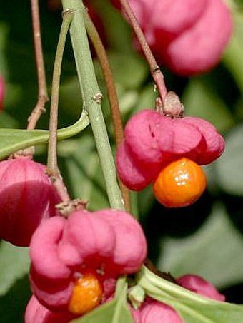 Euonymus europaeus