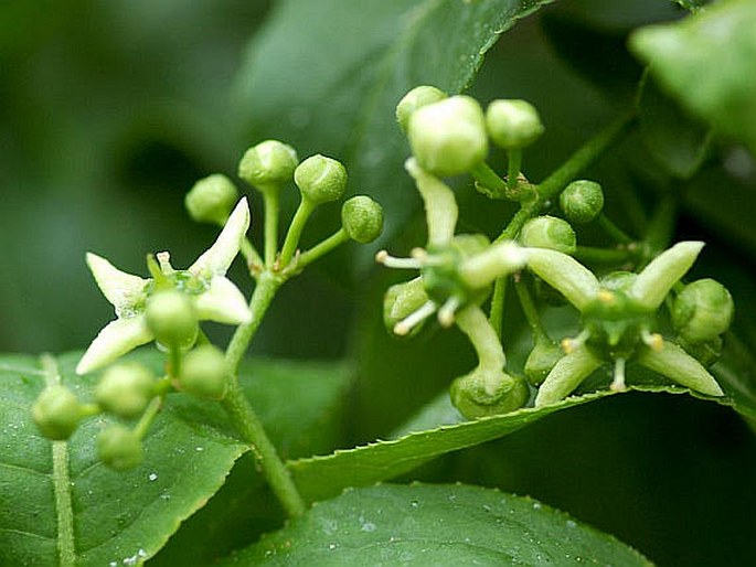 Euonymus europaeus