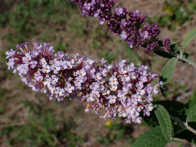 Buddleja davidii