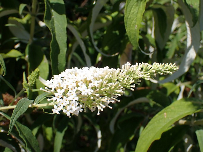 Buddleja davidii