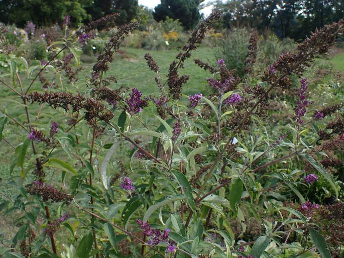 Buddleja davidii