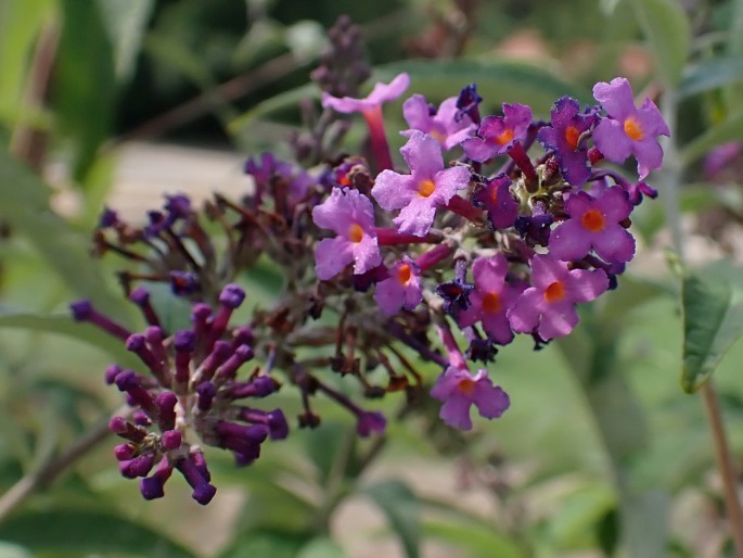 Buddleja davidii