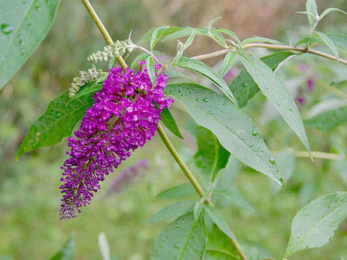 BUDDLEJA DAVIDII Franchet – komule Davidova