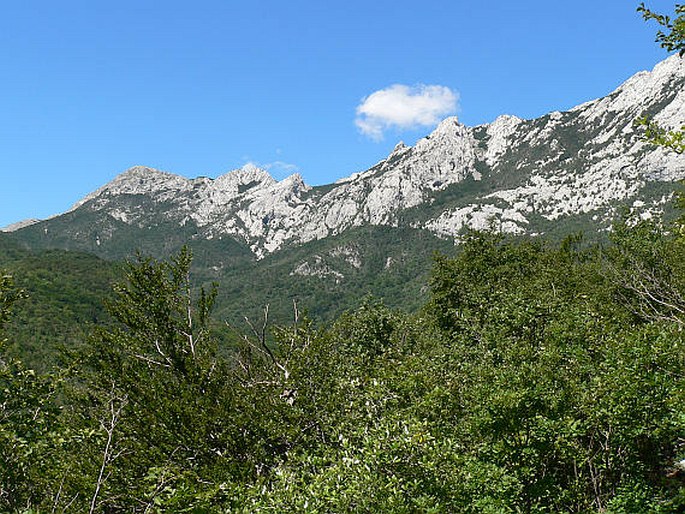 Fagus sylvatica