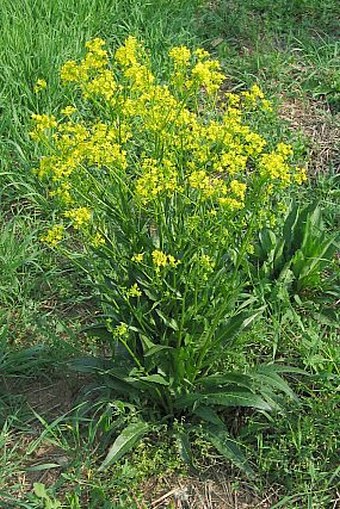 Bunias orientalis