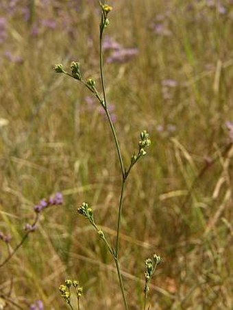 Bupleurum tenuissimum