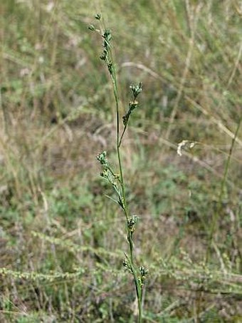 Bupleurum affine