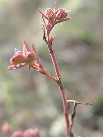 Bupleurum tenuissimum