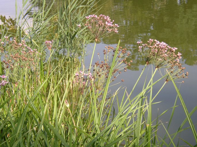 Butomus umbellatus