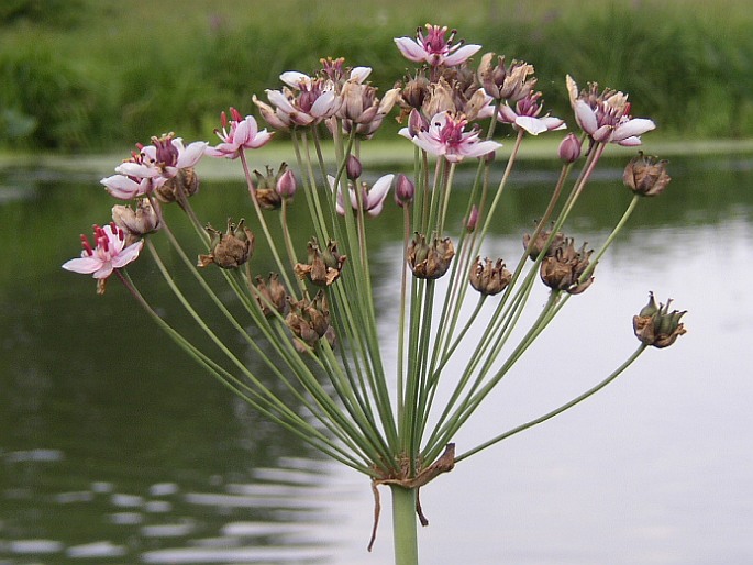 Butomus umbellatus