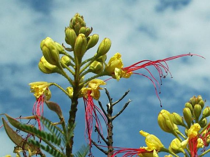 CAESALPINIA GILLIESII (Wallich ex Hook.) Wallich ex D. Dietr. – sapan