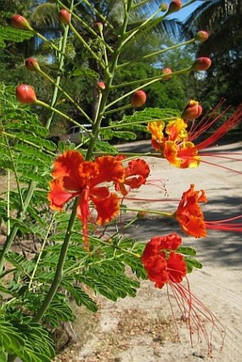 Caesalpinia pulcherrima