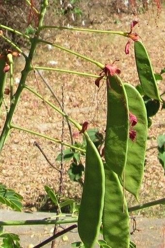 Caesalpinia pulcherrima