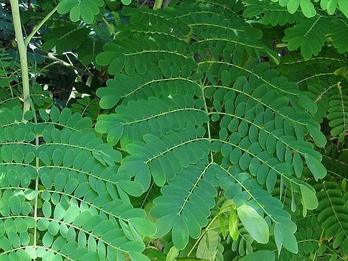 Caesalpinia pulcherrima