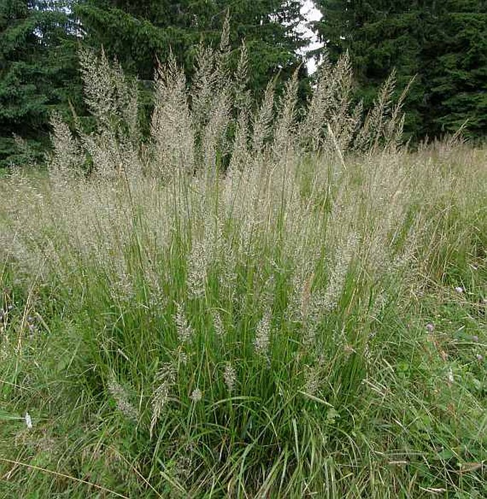 Calamagrostis arundinacea