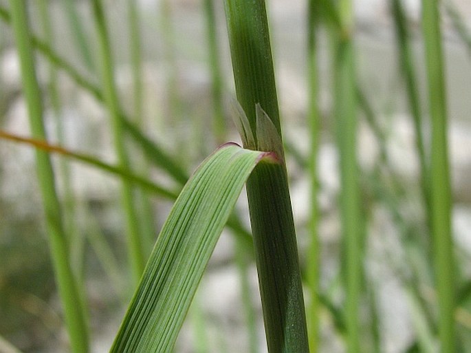 Calamagrostis pseudophragmites