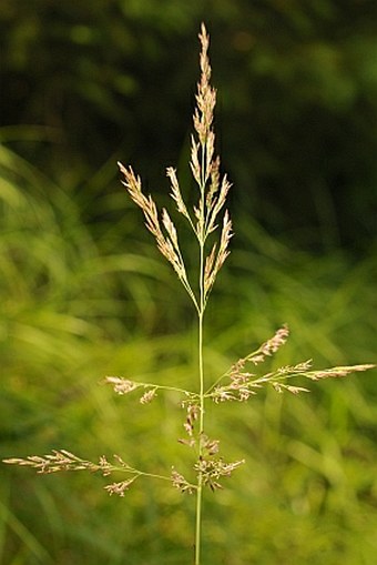 Calamagrostis villosa