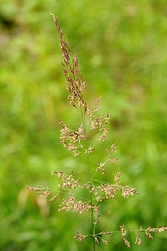 Calamagrostis villosa