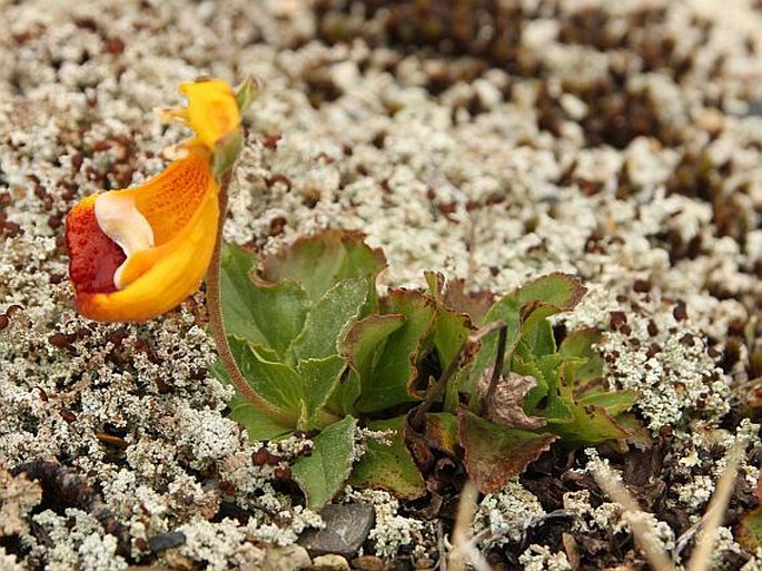 Calceolaria uniflora