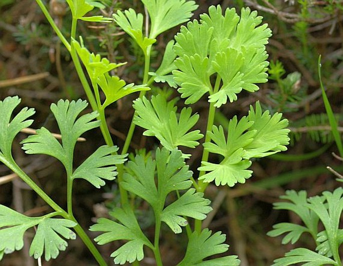 Callianthemum anemonoides