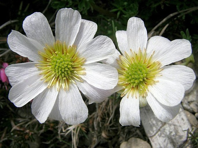 Callianthemum kernerianum