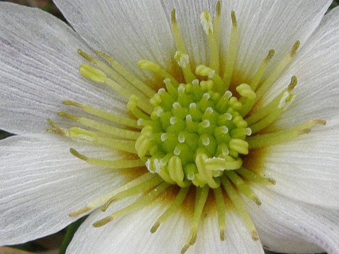 Callianthemum kernerianum