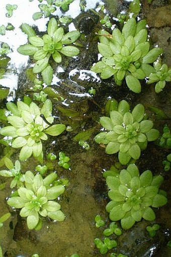 Callitriche cophocarpa