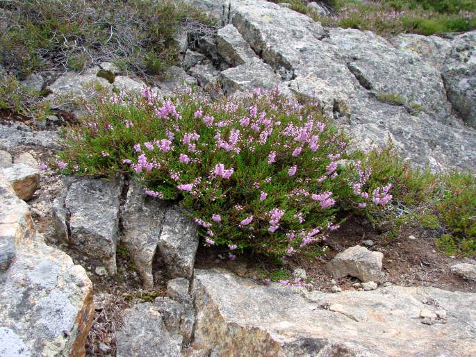 Calluna vulgaris