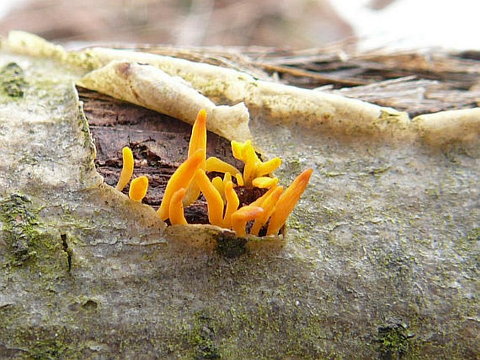 Calocera glossoides