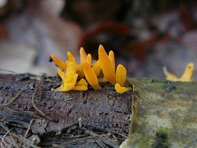 Calocera glossoides