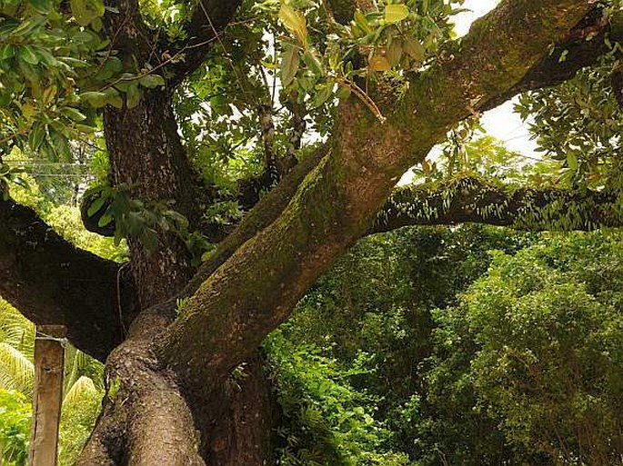 Calophyllum inophyllum