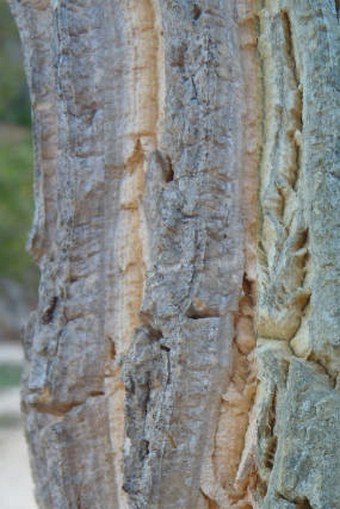 Calotropis procera