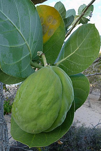 Calotropis procera