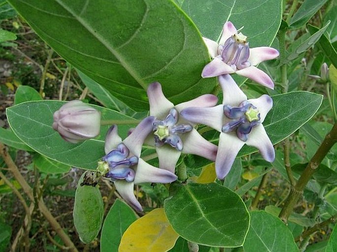 CALOTROPIS GIGANTEA (L.) Dryand. – plchoplod podvinutý