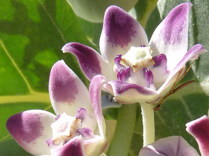 Calotropis procera