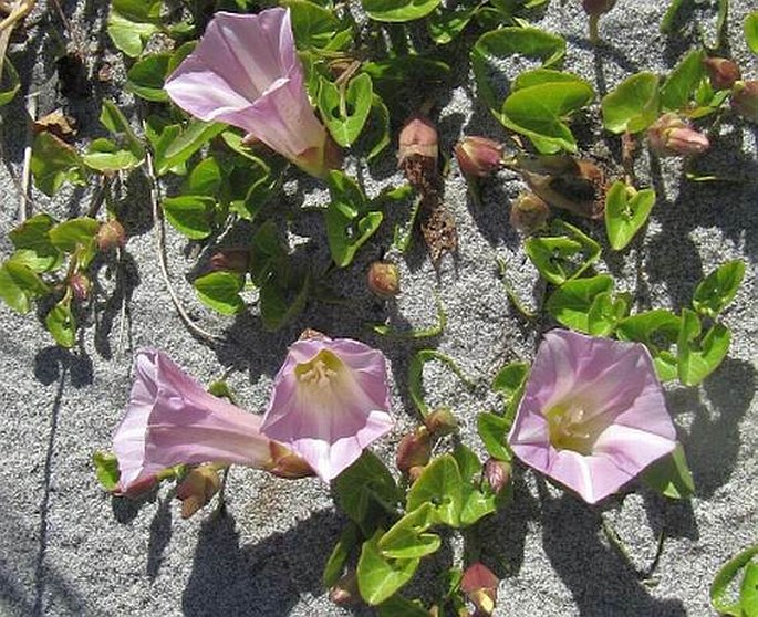 Calystegia soldanella