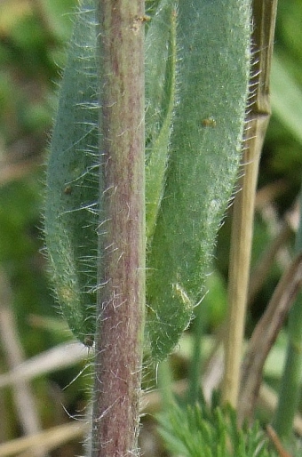 Camelina rumelica